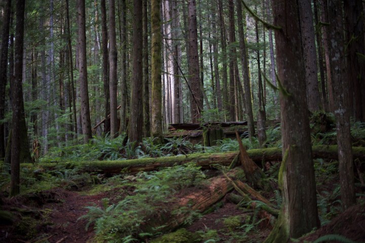 The woods are lovely, dark and&nbsp;deep