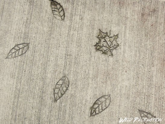 pavement_wild_rec-kopie