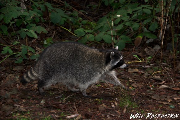 raccoon_wild_rec