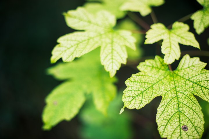 Grüne Ahornblätter