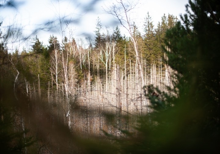 Birkenwald im Murnauer Moos